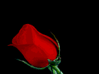 rose.gif (26537 bytes)